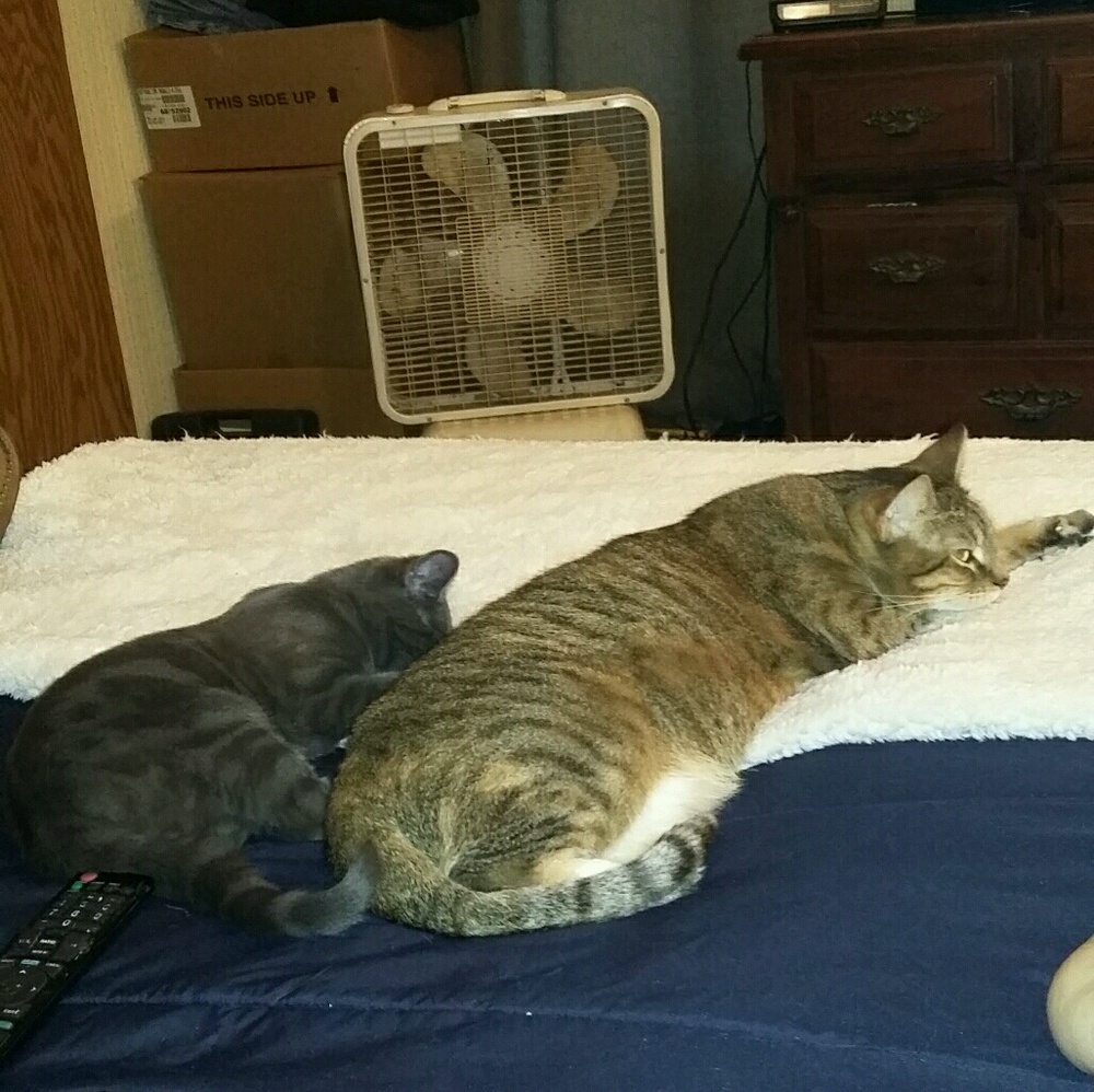 Meet your Posher, Jessica